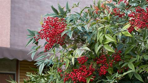 鬼門 植物|鬼門・風水対策の植物・植木は何がいい？ヒイラギや南天以外の。